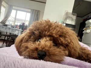 夏ですね、暑いですね