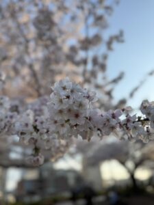 桜＆みなとみらい