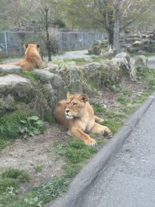 サファリパーク