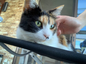 ねこ